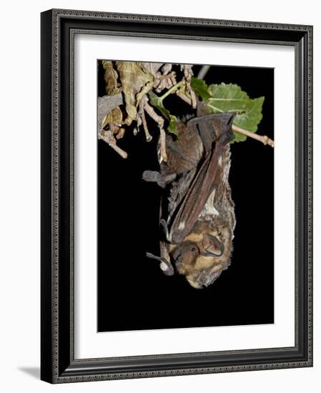 Hoary Bat Perched, Near Portal, Arizona, USA-James Hager-Framed Photographic Print