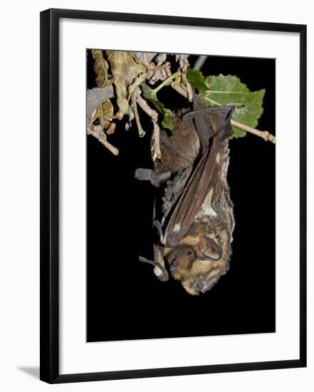 Hoary Bat Perched, Near Portal, Arizona, USA-James Hager-Framed Photographic Print