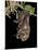 Hoary Bat Perched, Near Portal, Arizona, USA-James Hager-Mounted Photographic Print