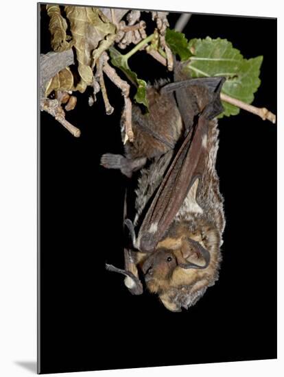 Hoary Bat Perched, Near Portal, Arizona, USA-James Hager-Mounted Photographic Print