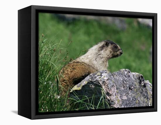 Hoary Marmot (Marmotta Caligata), Banff National Park, Alberta, Canada, North America-James Hager-Framed Premier Image Canvas