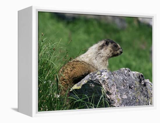Hoary Marmot (Marmotta Caligata), Banff National Park, Alberta, Canada, North America-James Hager-Framed Premier Image Canvas