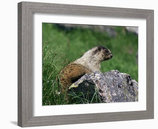 Hoary Marmot (Marmotta Caligata), Banff National Park, Alberta, Canada, North America-James Hager-Framed Photographic Print