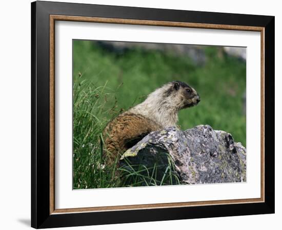 Hoary Marmot (Marmotta Caligata), Banff National Park, Alberta, Canada, North America-James Hager-Framed Photographic Print