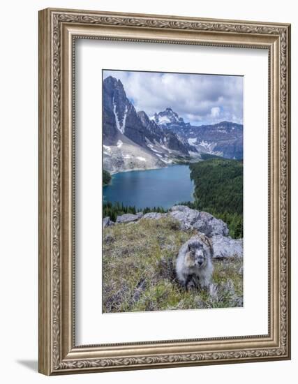 Hoary Marmot with a View, Mt. Assiniboine Park-Howie Garber-Framed Photographic Print