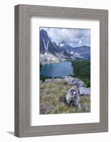 Hoary Marmot with a View, Mt. Assiniboine Park-Howie Garber-Framed Photographic Print