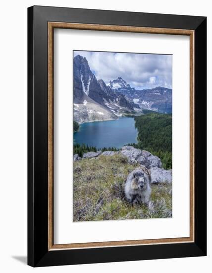 Hoary Marmot with a View, Mt. Assiniboine Park-Howie Garber-Framed Photographic Print