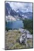 Hoary Marmot with a View, Mt. Assiniboine Park-Howie Garber-Mounted Photographic Print