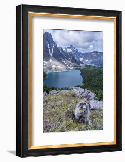 Hoary Marmot with a View, Mt. Assiniboine Park-Howie Garber-Framed Photographic Print