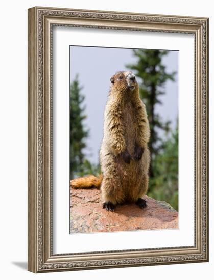 Hoary Marmot-null-Framed Art Print