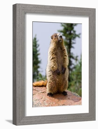 Hoary Marmot-null-Framed Art Print