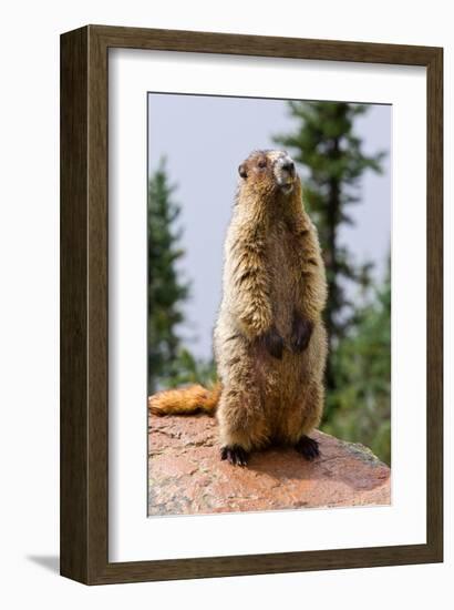 Hoary Marmot-null-Framed Art Print