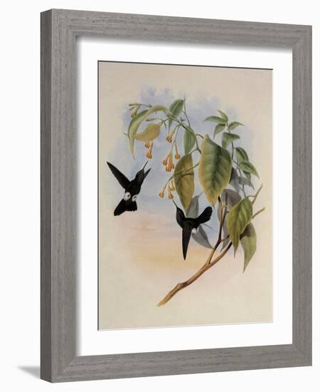 Hoary Puffleg, Eriocnemis Lugens-John Gould-Framed Giclee Print