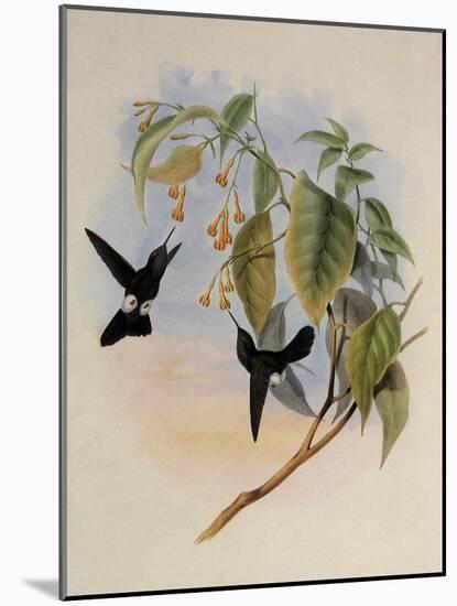 Hoary Puffleg, Eriocnemis Lugens-John Gould-Mounted Giclee Print