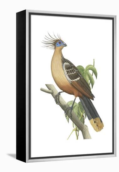 Hoatzin (Opisthocomus Hoazin), Birds.-Encyclopaedia Britannica-Framed Stretched Canvas