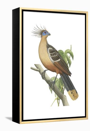 Hoatzin (Opisthocomus Hoazin), Birds.-Encyclopaedia Britannica-Framed Stretched Canvas