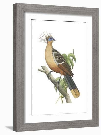Hoatzin (Opisthocomus Hoazin), Birds.-Encyclopaedia Britannica-Framed Art Print