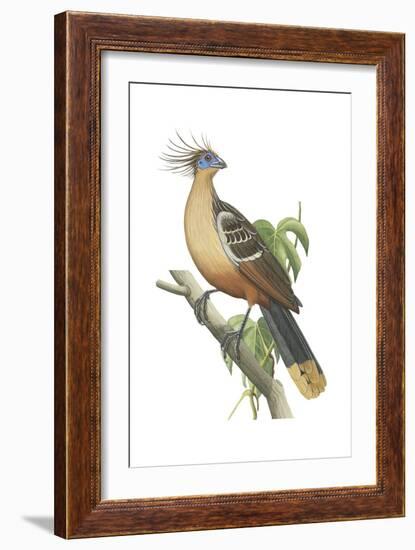 Hoatzin (Opisthocomus Hoazin), Birds.-Encyclopaedia Britannica-Framed Art Print