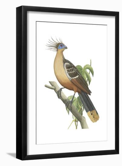 Hoatzin (Opisthocomus Hoazin), Birds.-Encyclopaedia Britannica-Framed Art Print