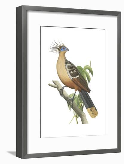 Hoatzin (Opisthocomus Hoazin), Birds.-Encyclopaedia Britannica-Framed Art Print