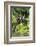 Hoatzins (Opisthocomus Hoazin) Perched In Rainforest, Tambopata Reserve, Peru, South America-Konrad Wothe-Framed Photographic Print