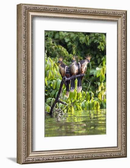 Hoatzins (Opisthocomus Hoazin) Perched In Rainforest, Tambopata Reserve, Peru, South America-Konrad Wothe-Framed Photographic Print