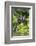 Hoatzins (Opisthocomus Hoazin) Perched In Rainforest, Tambopata Reserve, Peru, South America-Konrad Wothe-Framed Photographic Print