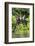 Hoatzins (Opisthocomus Hoazin) Perched In Rainforest, Tambopata Reserve, Peru, South America-Konrad Wothe-Framed Photographic Print