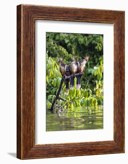 Hoatzins (Opisthocomus Hoazin) Perched In Rainforest, Tambopata Reserve, Peru, South America-Konrad Wothe-Framed Photographic Print