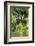 Hoatzins (Opisthocomus Hoazin) Perched In Rainforest, Tambopata Reserve, Peru, South America-Konrad Wothe-Framed Photographic Print