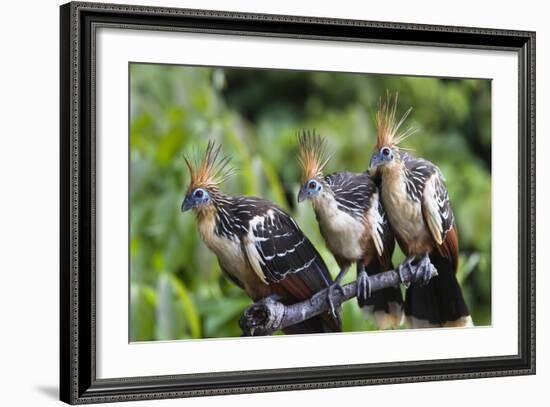 Hoatzins (Opisthocomus Hoazin) Perched In Tropical Rainforest, Tambopata Reserve, Peru-Konrad Wothe-Framed Photographic Print