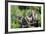 Hoatzins (Opisthocomus Hoazin) Perched In Tropical Rainforest, Tambopata Reserve, Peru-Konrad Wothe-Framed Photographic Print