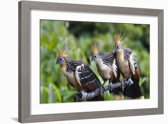 Hoatzins (Opisthocomus Hoazin) Perched In Tropical Rainforest, Tambopata Reserve, Peru-Konrad Wothe-Framed Photographic Print