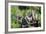 Hoatzins (Opisthocomus Hoazin) Perched In Tropical Rainforest, Tambopata Reserve, Peru-Konrad Wothe-Framed Photographic Print