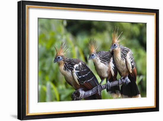 Hoatzins (Opisthocomus Hoazin) Perched In Tropical Rainforest, Tambopata Reserve, Peru-Konrad Wothe-Framed Photographic Print