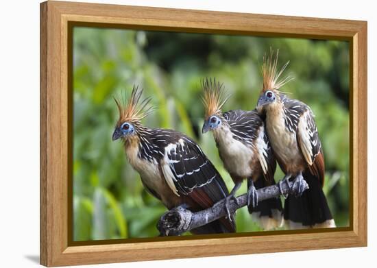 Hoatzins (Opisthocomus Hoazin) Perched In Tropical Rainforest, Tambopata Reserve, Peru-Konrad Wothe-Framed Premier Image Canvas