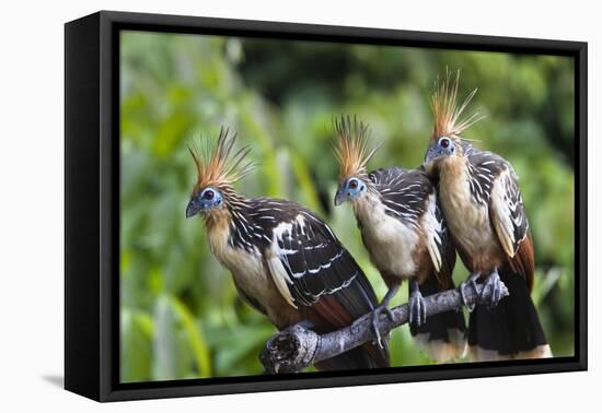 Hoatzins (Opisthocomus Hoazin) Perched In Tropical Rainforest, Tambopata Reserve, Peru-Konrad Wothe-Framed Premier Image Canvas