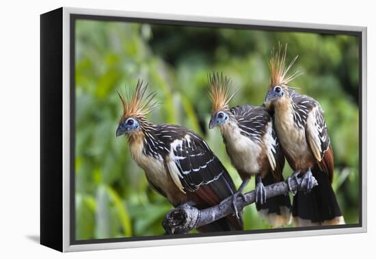 Hoatzins (Opisthocomus Hoazin) Perched In Tropical Rainforest, Tambopata Reserve, Peru-Konrad Wothe-Framed Premier Image Canvas