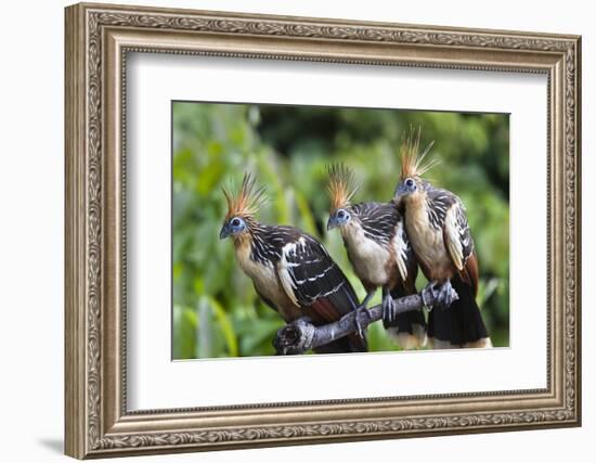 Hoatzins (Opisthocomus Hoazin) Perched In Tropical Rainforest, Tambopata Reserve, Peru-Konrad Wothe-Framed Photographic Print