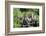 Hoatzins (Opisthocomus Hoazin) Perched In Tropical Rainforest, Tambopata Reserve, Peru-Konrad Wothe-Framed Photographic Print