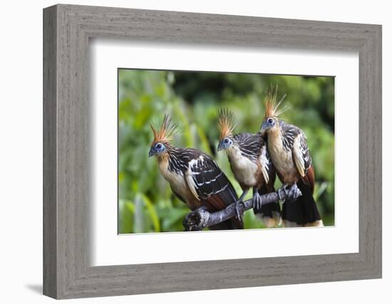 Hoatzins (Opisthocomus Hoazin) Perched In Tropical Rainforest, Tambopata Reserve, Peru-Konrad Wothe-Framed Photographic Print