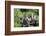 Hoatzins (Opisthocomus Hoazin) Perched In Tropical Rainforest, Tambopata Reserve, Peru-Konrad Wothe-Framed Photographic Print