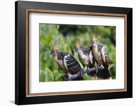 Hoatzins (Opisthocomus Hoazin) Perched In Tropical Rainforest, Tambopata Reserve, Peru-Konrad Wothe-Framed Photographic Print