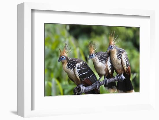 Hoatzins (Opisthocomus Hoazin) Perched In Tropical Rainforest, Tambopata Reserve, Peru-Konrad Wothe-Framed Photographic Print