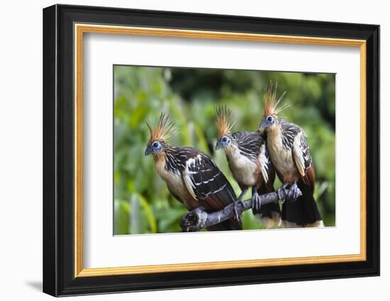 Hoatzins (Opisthocomus Hoazin) Perched In Tropical Rainforest, Tambopata Reserve, Peru-Konrad Wothe-Framed Photographic Print