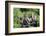 Hoatzins (Opisthocomus Hoazin) Perched In Tropical Rainforest, Tambopata Reserve, Peru-Konrad Wothe-Framed Photographic Print