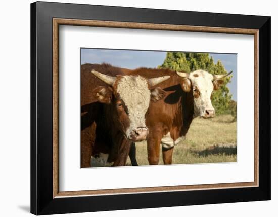 Hobbs, New Mexico, USA. Cattle drive-Julien McRoberts-Framed Photographic Print