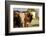 Hobbs, New Mexico, USA. Cattle drive-Julien McRoberts-Framed Photographic Print