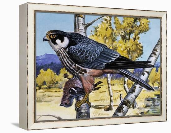 Hobby (Falco Subbuteo), Falconidae-null-Framed Premier Image Canvas