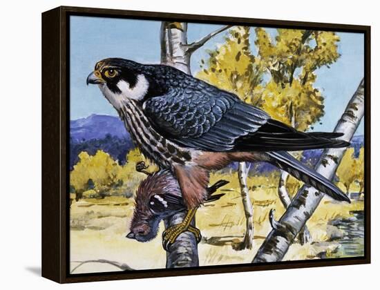 Hobby (Falco Subbuteo), Falconidae-null-Framed Premier Image Canvas